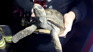 Cum a pornit o broască ţestoasă un incendiu chiar în ziua de Crăciun. Intervenţia incredibilă a pompierilor. FOTO