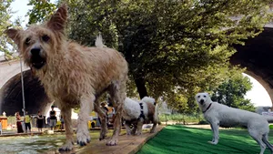 La Roma, câinii au propria lor piscină şi plajă privată - GALERIE FOTO