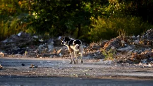 Dâmboviţa: Băieţel de trei ani, la spital după ce a fost muşcat de un câine pe stradă