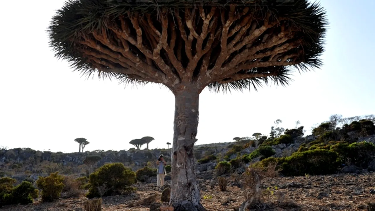 Peisaj extraterestru: Cum arată insula Socotra, unul dintre cele mai izolate locuri din lume - GALERIE FOTO