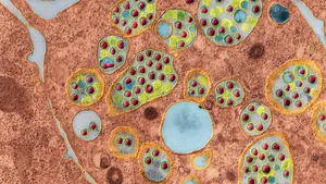 Cercetătorii au descoperit un nou tip de coronavirus de origine canină în rândul mai multor pacienţi spitalizaţi cu pneumonie