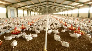 ANPC anunţă că va face controale la toţi producătorii de carne de pui