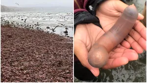 Fenomen neobişnuit în California. Mii de „peşti penis” au ajuns pe o plajă