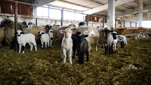Un bărbat din judeţul Dolj a murit înjunghiat la sacrificarea unui miel