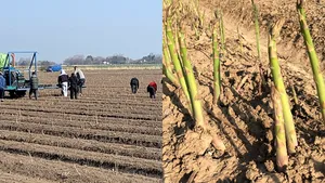 Fermierii din UK plâng după români: E un coşmar fără ei. Muncitorii englezi au fugit de pe câmp, nu sunt făcuţi pentru agricultură