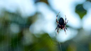 Păianjenul care aleargă mai repede decât un om. Specia campioană vine din Australia