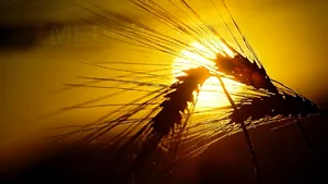 Romania's Wheat Production Exceeds 8 Mln Tons – Agric Min