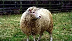 Vă mai aminţiţi de celebra oiţă Dolly? Cercetătorii i-au creat patru clone: Debbie, Denise, Dianna şi Daisy  - VIDEO