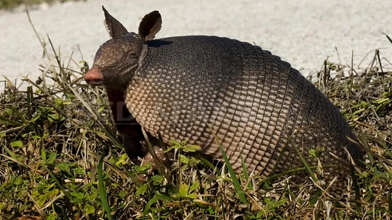 Mascota CM-2014 va fi 