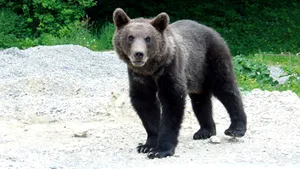Jandarmii sunt în alertă, după ce o ursoaică şi doi pui au fost văzuţi pe străzile din Braşov