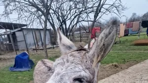 Măgarul Gelu a fost salvat de Crăciun. Animalul slab și înfometat a fost dus la un adăpost din Galați