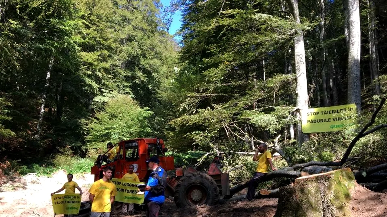 FOTO, VIDEO | Protest al activiştilor Greenpeace faţă de exploatarea forestieră din Munţii Ciucaş