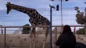 O girafă din Mexic, în căutarea unui partener, este transportată 40 de ore într-o cutie specială 