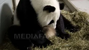 Premieră în ultimii 26 de ani: Gemeni de panda uriaş, născuţi la Grădina Zoologică din Atlanta - FOTO