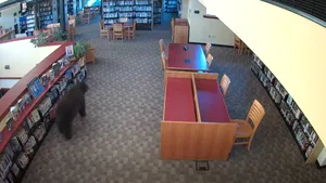 Un urs a intrat singur într-o bibliotecă din SUA. Angajații au descoperit „cititorul” pe camerele de supraveghere