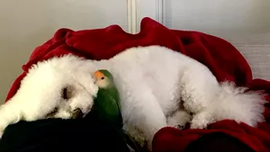 VIDEO Poveste de iubire neobişnuită, între un papagal şi un căţel