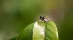 Statele Unite au un plan de a crește milioane de muște și de a le arunca din avioane