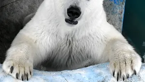 Studiu. Comportamentul neştiut al urşilor polari. Ce au descoperit cercetătorii