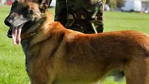 Polemică în Marea Britanie după eutanasierea a doi câini care asigurau securitatea prinţului William