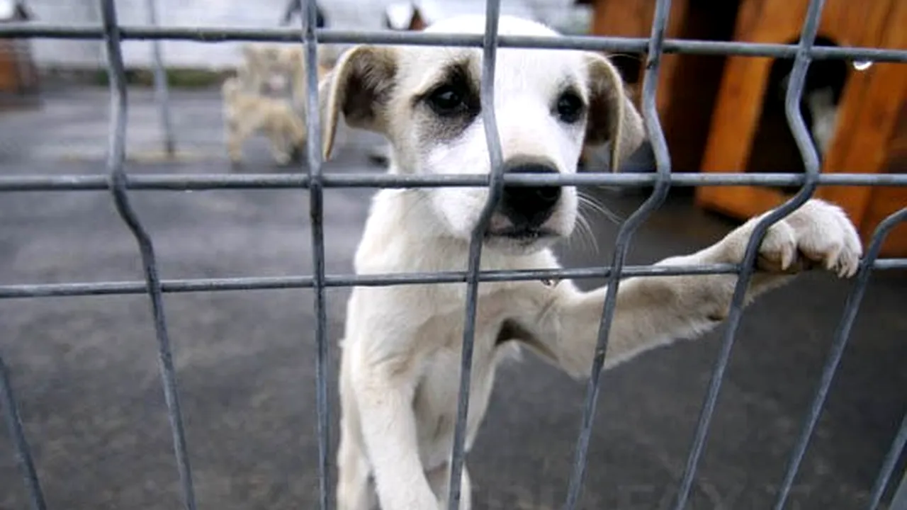 Sterilizarea sau eutanasierea câinilor fără stăpân va fi decisă de autorităţile locale