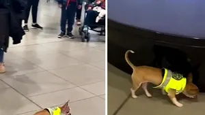 Spaima infractorilor, Chiqui, cel mai mic poliţişt antidrog VIDEO