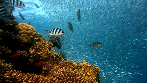 Cercetătorii au aflat anul în care recifurile de corali ar putea dispărea