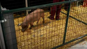 Elon Musk a prezentat cyberporc-ul. Primul porc cu un cip implantat în creier

