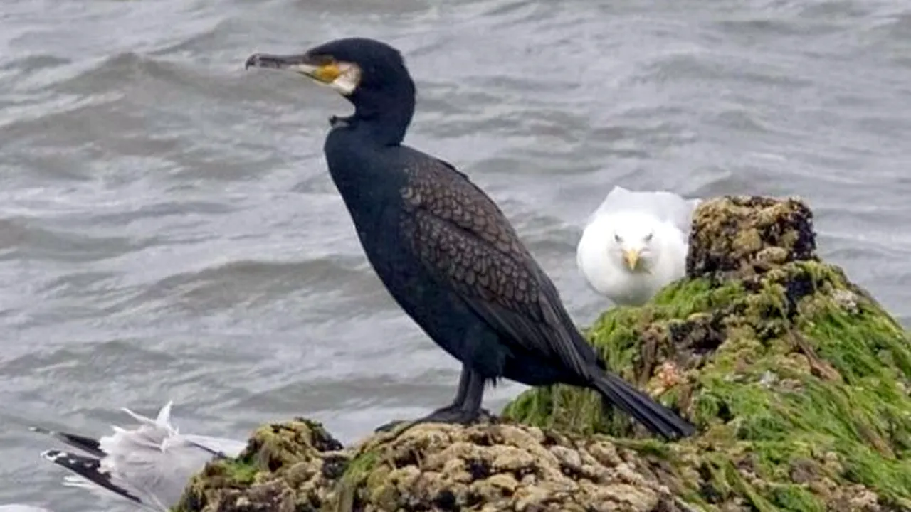 Ministrul Ioan Deneş anunţă schimbarea legea vânătorii pentru a fi vânaţi cormorani