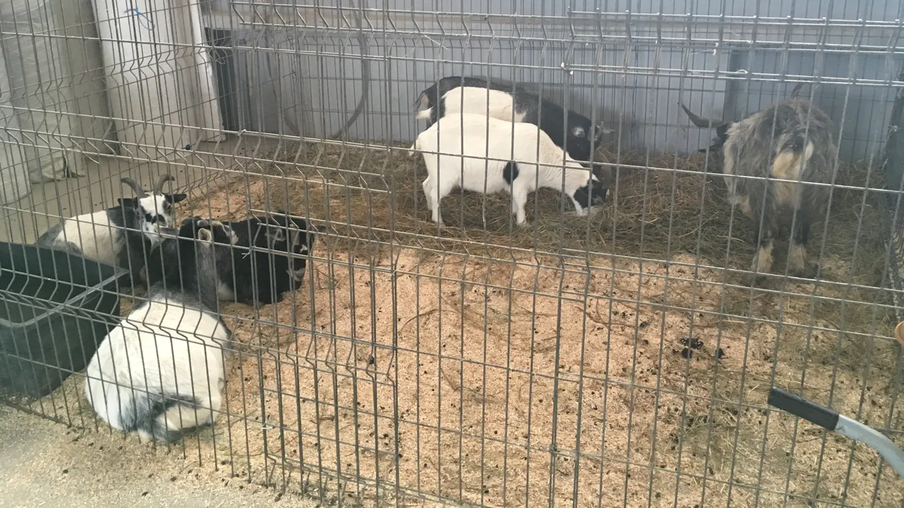 Angajaţii Circului Globus: Fără animale, circul va muri. Declaraţii pro şi contra folosirii animalelor în spectacole
