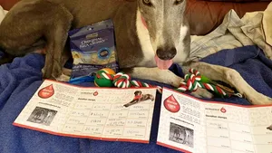 Un câine salvator din Marea Britanie se retrage. A donat sânge timp de şase ani