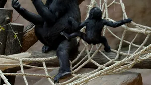 Maimuţele mari şi tonul roşu - speciile cele mai ameninţate cu extincţia