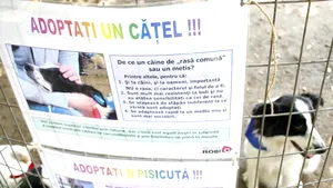 Mai mult de 70 la sută din bucureşteni vor eutanasierea câinilor bolnavi fără stăpân