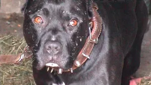 Braşov: Femeie la spital după ce a fost atacată pe stradă de un câine din rasa pitbull