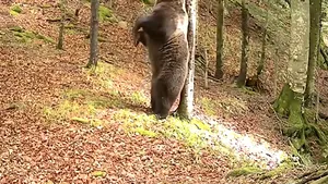 Un adevărat urs Baloo face un spectacol de zile mari într-o pădure a Ocolului Silvic Teregova