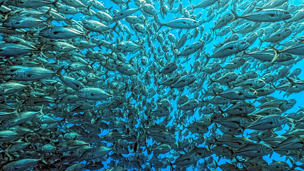 The Washington Post: Imagini cu anomalii pe care le-ar putea dezvolta peştii afectaţi de poluarea oceanelor | GALERIE FOTO 