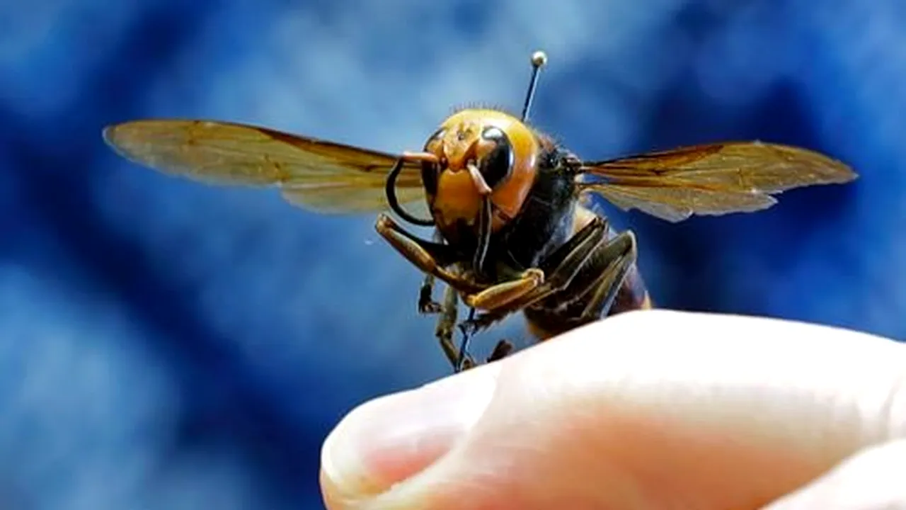 Insecta invazivă cunoscută anterior ca 