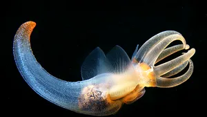 Creaturi extratereste? Ce vietăţi trăiesc în Oceanul Arctic - GALERIE FOTO