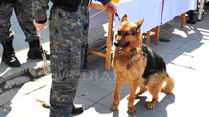 Câine care detectează mirosul cadaveric de sub apă, cel de sânge şi lichid seminal, dresat la Sibiu