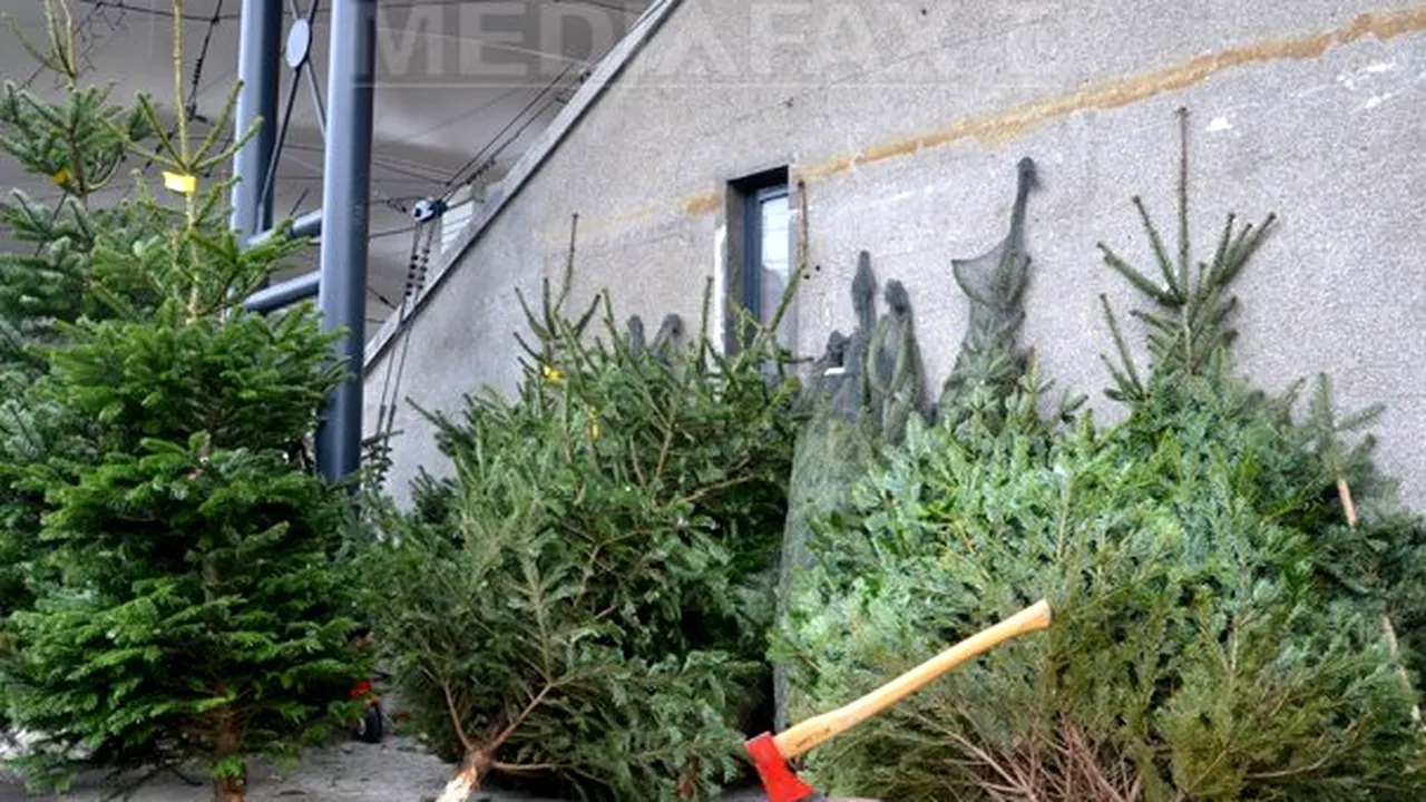 Bucureştenii, chemaţi să strângă brazii tăiaţi şi să îi replanteze pe cei în ghiveci