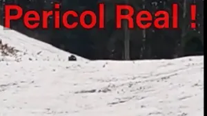 Atenție, turiști! Urși pe pârtia de schi!