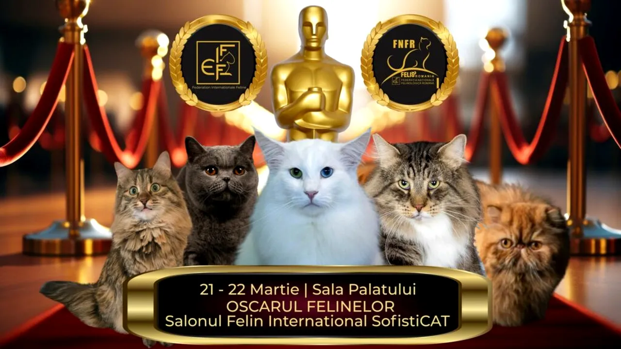 „Oscarurile lumii feline” se decernează în acest weekend la București. Campioni din toată Europa vin la Salonul SofistiCAT