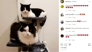 Cum să-ţi faci animalul de companie celebru pe Instagram. Iată câteva sfaturi 