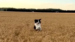 Libertate şi voie bună. Un Border Collie „înoată” într-un lan de grâu VIDEO