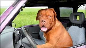 Sub influenţa drogurilor, îşi învăţa câinele să conducă maşina. Scuza incredibilă a făptaşului