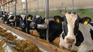 Romanian Farmers Might Get Legal Territory Protection