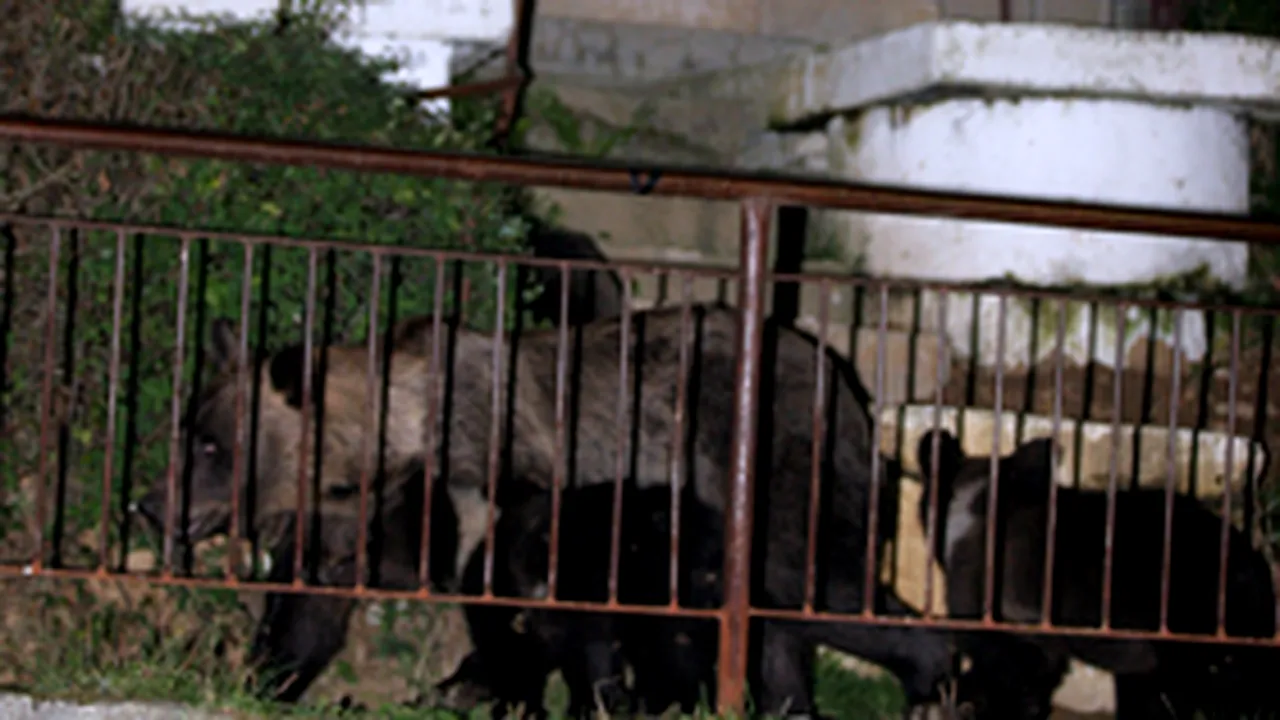 Intervenţie a jandarmilor pentru salvarea unor tineri refugiaţi pe o schelă din cauza urşilor