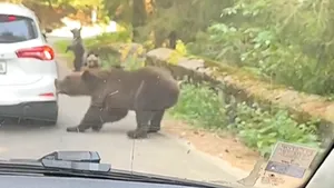O ursoaică a atacat o mașină pe Transfăgărășan și i-a smuls bara din spate