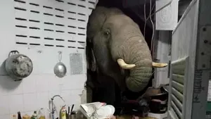 Elefantul din cameră...la propriu. O familie din Thailanda s-a trezit cu un oaspete neobişnuit în bucătărie