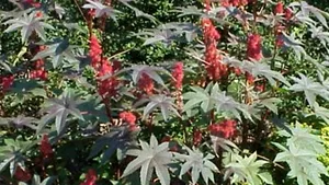 Al-Qaida pregăteşte o nouă armă. Teroriştii încearcă să producă bombe cu ricină