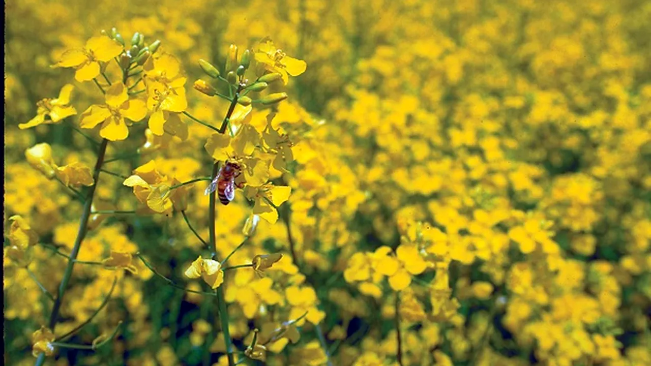 Soluţii pentru fermierii români în creşterea biodiversităţii agricole